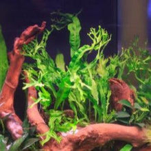 Load image into Gallery viewer, Java Fern Windelov-Aquatic Plants-Glass Grown-Glass Grown Aquatics-Aquarium live fish plants, decor
