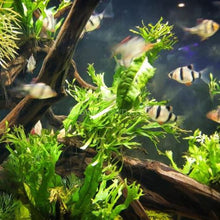 Load image into Gallery viewer, Java Fern Windelov-Aquatic Plants-Glass Grown-Glass Grown Aquatics-Aquarium live fish plants, decor
