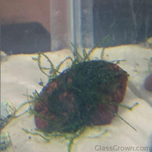 Load image into Gallery viewer, Java on a Lava! Java Moss on a Lava Rock-Aquatic Plants-Glass Grown-One Rock-Glass Grown Aquatics-Aquarium live fish plants, decor
