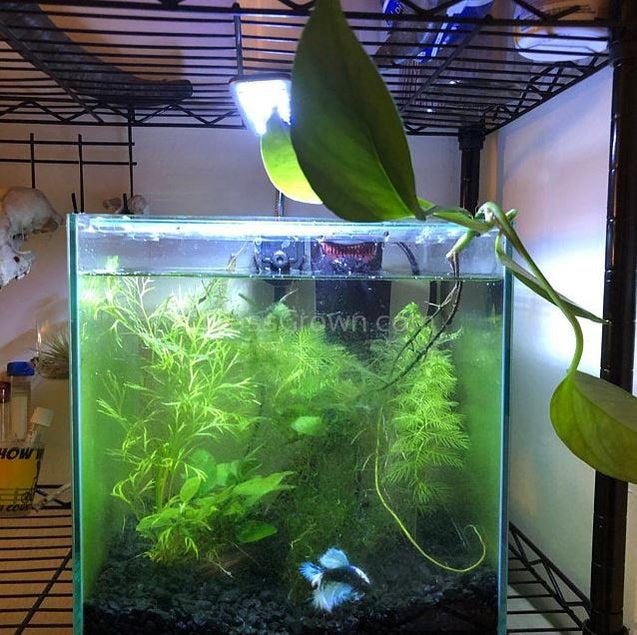 house plants in fish aquarium Joseph's Coat – Glass Grown Aquatics