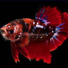 Load image into Gallery viewer, Male Koi Galaxy Plakat Betta-Live Animals-Glass Grown Aquatics-Glass Grown Aquatics-Aquarium live fish plants, decor
