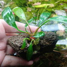 Load image into Gallery viewer, Lava Rock Anubias-Aquatic Plants-Glass Grown-Glass Grown Aquatics-Aquarium live fish plants, decor
