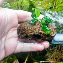 Load image into Gallery viewer, Lava Rock Anubias Nana Petite-Aquatic Plants-Glass Grown-Glass Grown Aquatics-Aquarium live fish plants, decor
