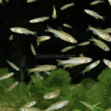 Load image into Gallery viewer, Leopard Danios 6 Pack-Live Animals-Glass Grown-6 Pack-Glass Grown Aquatics-Aquarium live fish plants, decor
