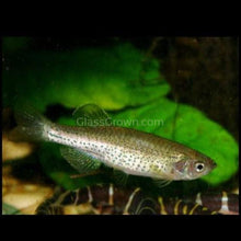 Load image into Gallery viewer, Leopard Danios 6 Pack-Live Animals-Glass Grown-6 Pack-Glass Grown Aquatics-Aquarium live fish plants, decor
