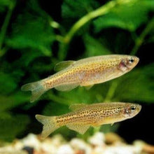 Load image into Gallery viewer, Leopard Danios 6 Pack-Live Animals-Glass Grown-6 Pack-Glass Grown Aquatics-Aquarium live fish plants, decor
