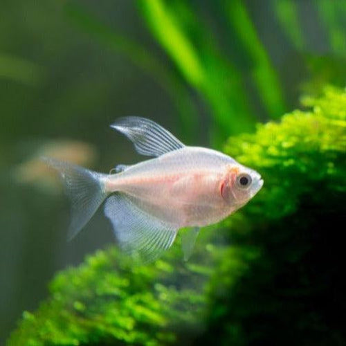 Tetras – Glass Grown Aquatics