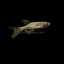 Load image into Gallery viewer, Longfin Zebra Danios 6 Pack-Live Animals-Glass Grown-School of 6-Glass Grown Aquatics-Aquarium live fish plants, decor
