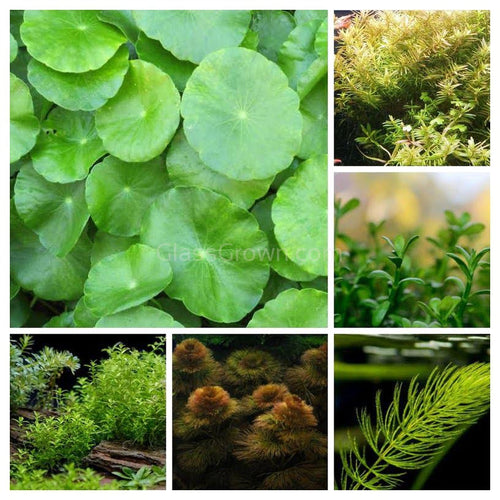 Lower Light Plant Bundle (6 Bunches)-Aquatic Plants-Glass Grown-Single Pack (6 Bunches)-Ten Root Tabs-Glass Grown Aquatics-Aquarium live fish plants, decor