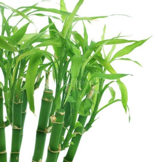 Lucky Bamboo Plant – Glass Grown Aquatics