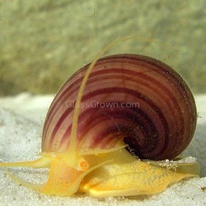 Magenta Mystery Snail-Live Animals-Glass Grown-Single Snail-Glass Grown Aquatics-Aquarium live fish plants, decor