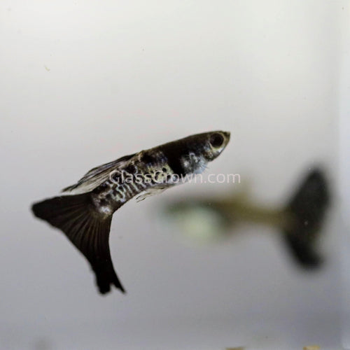 Male Galaxy Blue Tail Guppy SPECIAL-Live Animals-Glass Grown-Glass Grown Aquatics-Aquarium live fish plants, decor