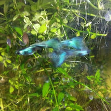 Load image into Gallery viewer, Male Green Moscow Guppy-Live Animals-Glass Grown-Single Male-Glass Grown Aquatics-Aquarium live fish plants, decor
