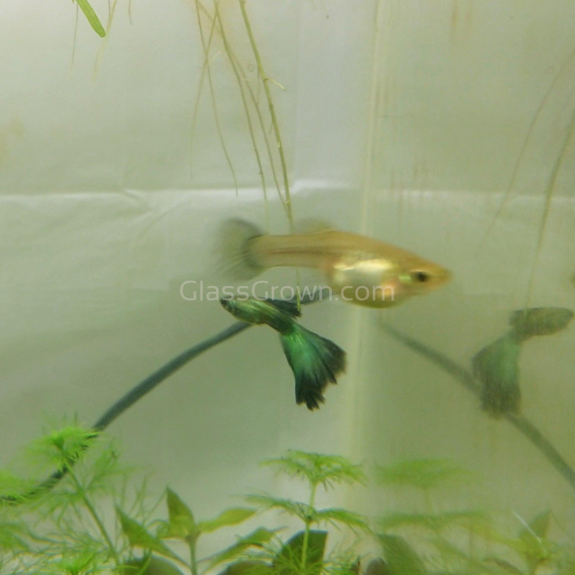 1 Pair - High Quality Green Moscow Guppy Fish (Live) – Breeding Pair From USA Seller