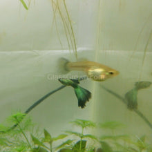 Load image into Gallery viewer, Male Green Moscow Guppy-Live Animals-Glass Grown-Single Male-Glass Grown Aquatics-Aquarium live fish plants, decor
