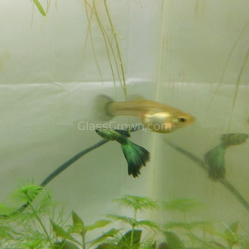Male Green Moscow Guppy-Live Animals-Glass Grown-Single Male-Glass Grown Aquatics-Aquarium live fish plants, decor