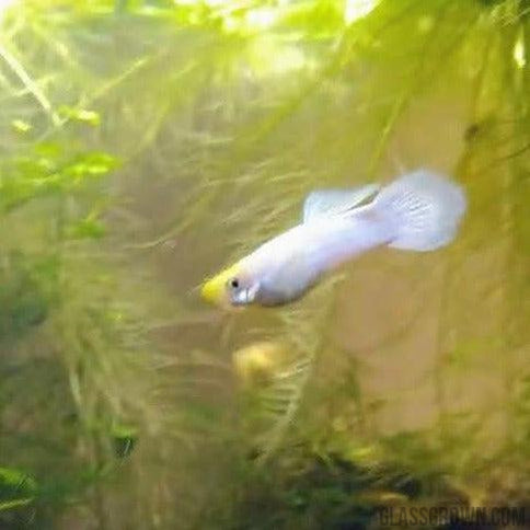 Male Platinum White Moscow Guppy-Live Animals-Glass Grown-Single Male-Glass Grown Aquatics-Aquarium live fish plants, decor