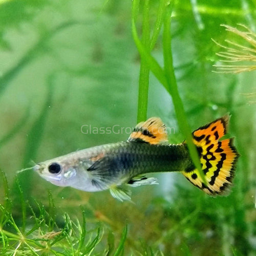 Male Red Dragon Mosaic Guppy-Live Animals-Glass Grown-Single Male-Glass Grown Aquatics-Aquarium live fish plants, decor