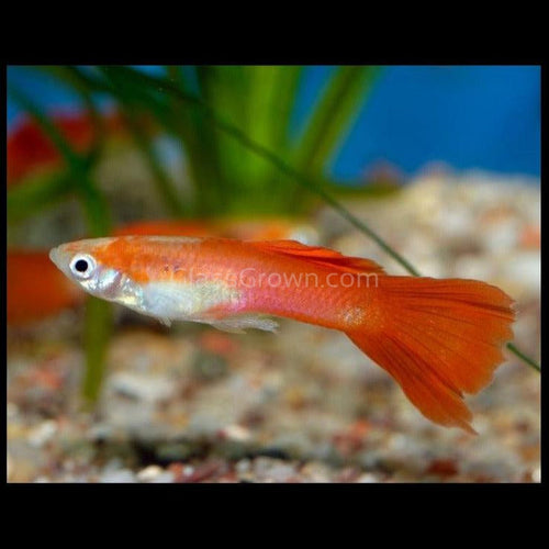 Male Red Neon Guppy-Live Animals-Glass Grown-Single Male-Glass Grown Aquatics-Aquarium live fish plants, decor