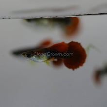Load image into Gallery viewer, Male Red Rose Guppy-Live Animals-Glass Grown-Single Male-Glass Grown Aquatics-Aquarium live fish plants, decor
