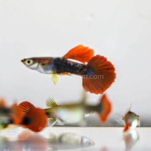 Male Red Rose Guppy-Live Animals-Glass Grown-Single Male-Glass Grown Aquatics-Aquarium live fish plants, decor