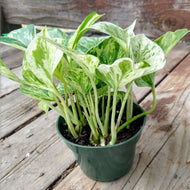 'Marble Queen' Pothos Rooted Stems or Pots-Plants-Glass Grown-4