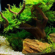 Load image into Gallery viewer, Spiderwood Driftwood Medium (6-10&quot;)-Aquarium Decor-Glass Grown-Glass Grown Aquatics-Aquarium live fish plants, decor
