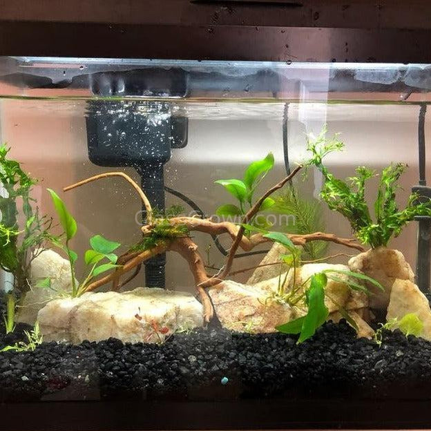 spider wood planted tank Spiderwood Medium – Nano Tank Driftwood and Moss Base