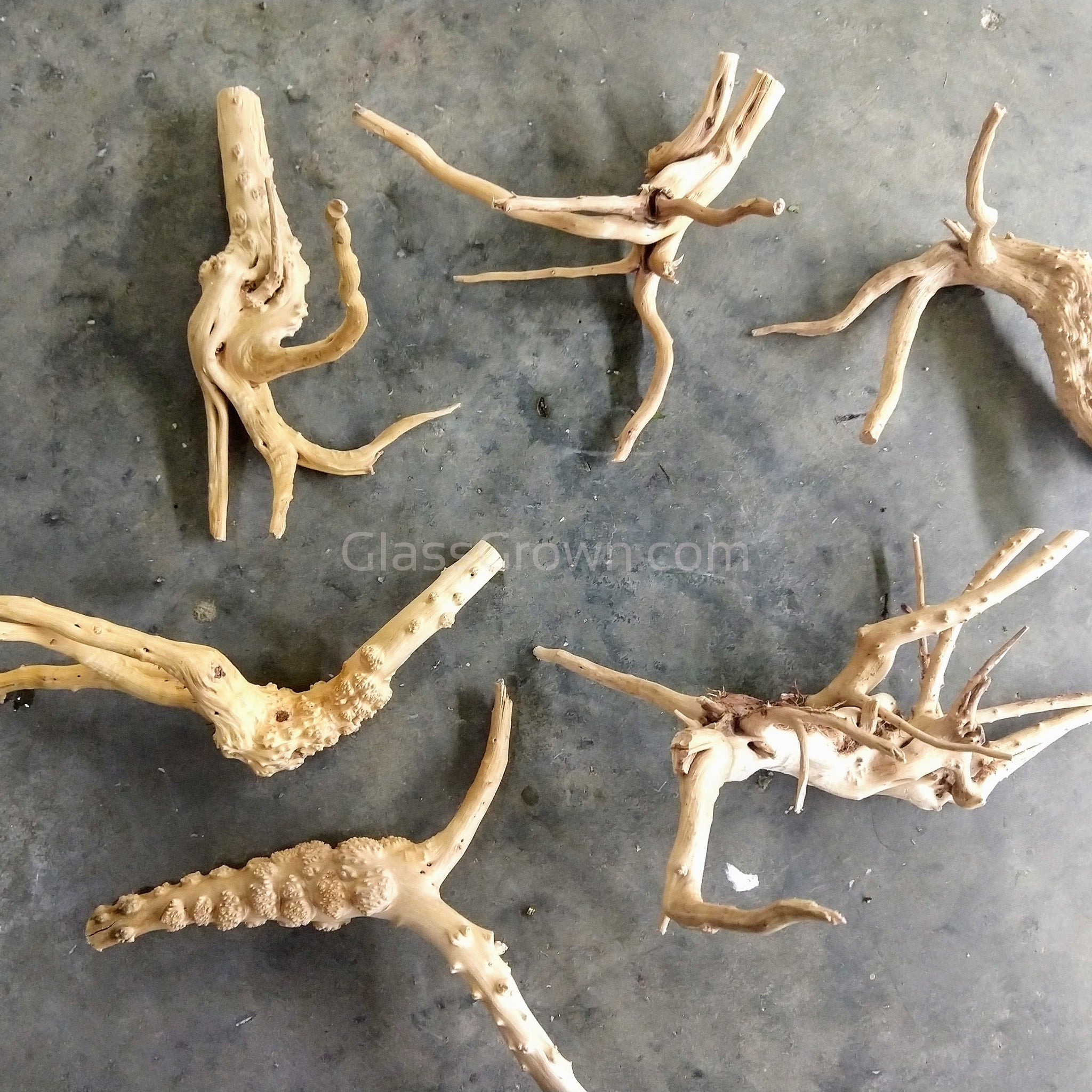 spider wood plant Spiderwood Medium – Nano Tank Driftwood and Moss Base