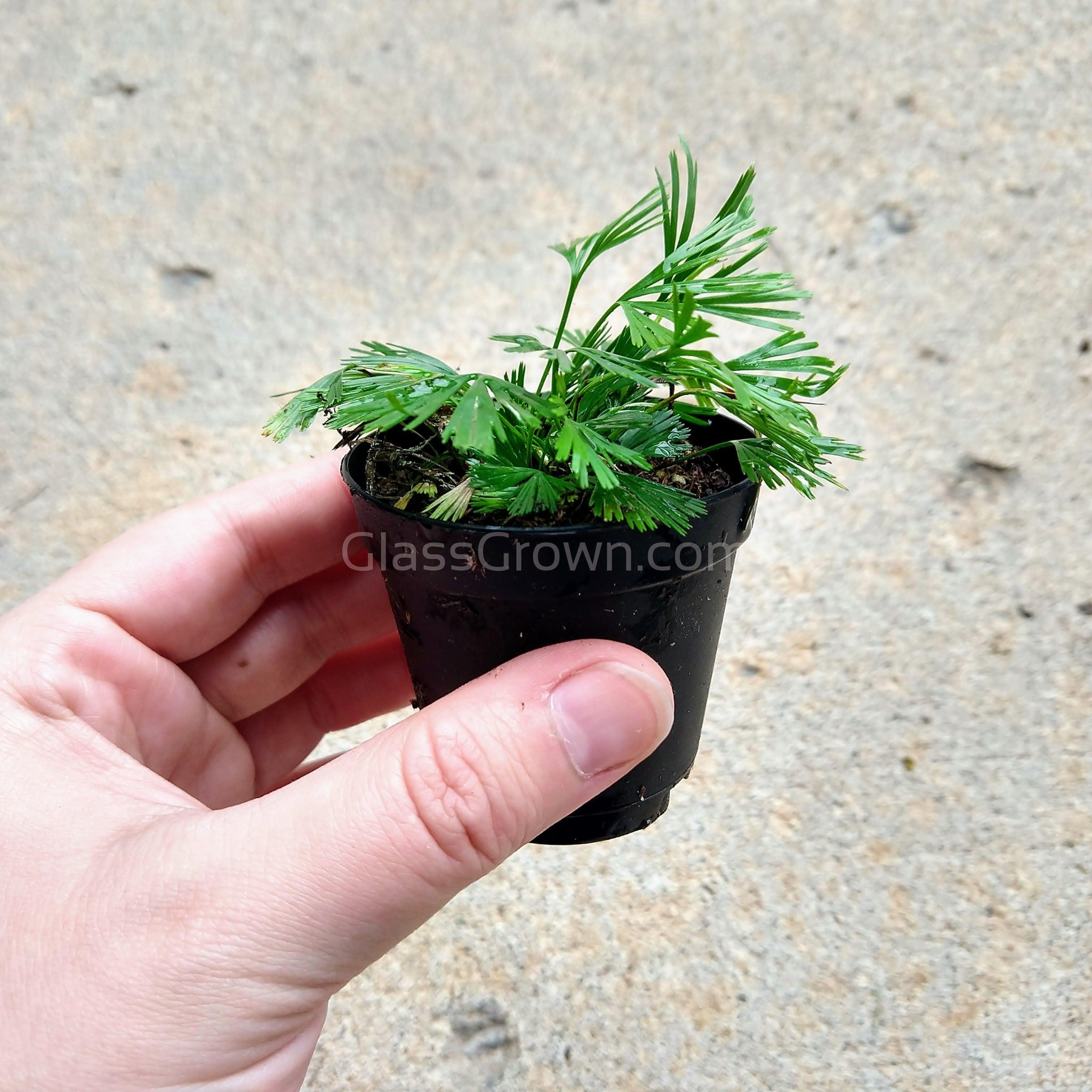 terrarium plants ferns Mini Fern Assortment Terrarium Plants (3 Pack) – Glass Grown Aquatics