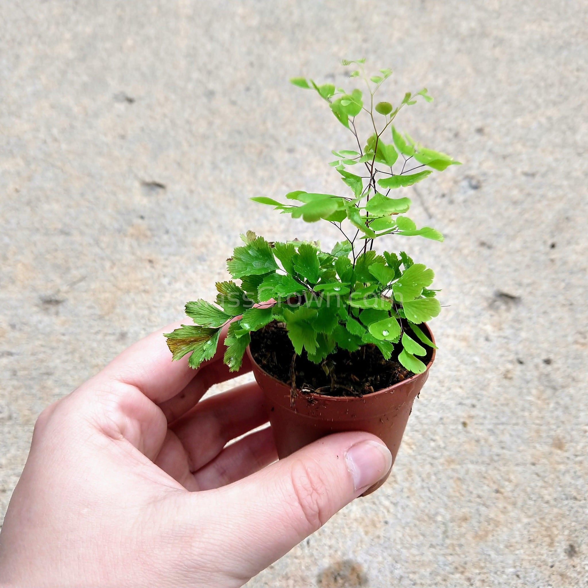 terrarium plants ferns Mini Fern Assortment Terrarium Plants (3 Pack) – Glass Grown Aquatics