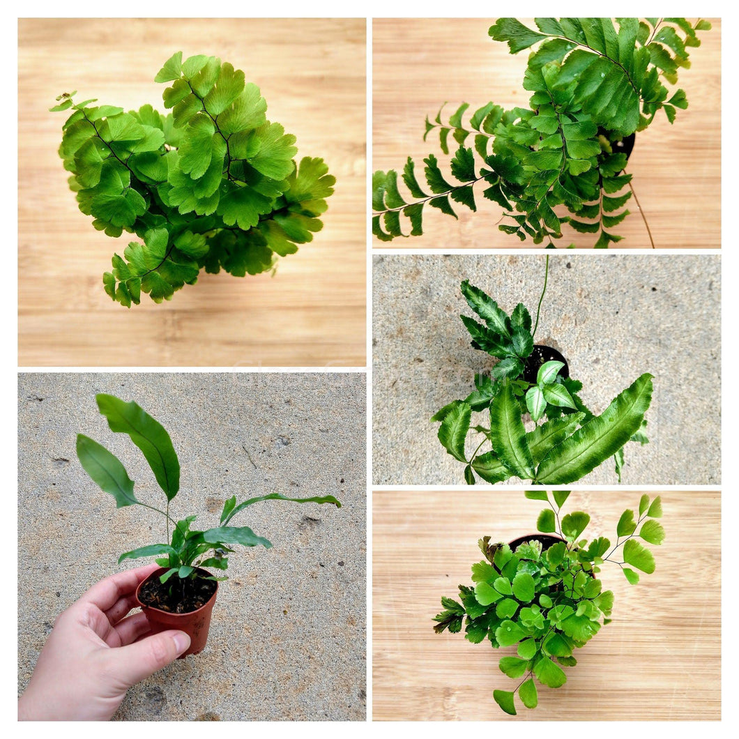 small indoor fern plants Mini Fern Assortment Terrarium Plants (3 Pack) – Glass Grown Aquatics