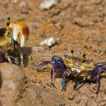 Load image into Gallery viewer, Mini Fiddler Crab-Live Animals-Glass Grown-Single Crab-Glass Grown Aquatics-Aquarium live fish plants, decor
