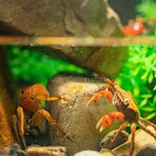 Load image into Gallery viewer, Mini Fiddler Crab-Live Animals-Glass Grown-Single Crab-Glass Grown Aquatics-Aquarium live fish plants, decor
