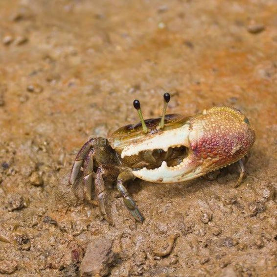 Mini Fiddler Crab-Live Animals-Glass Grown-Single Crab-Glass Grown Aquatics-Aquarium live fish plants, decor