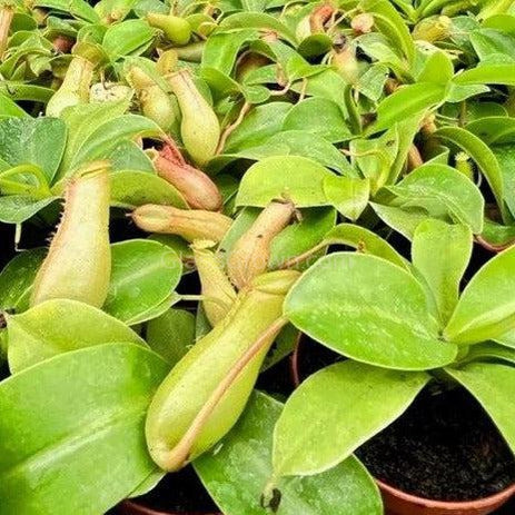monkey pot plant Monkey Cups Carnivorous Plant – Glass Grown Aquatics
