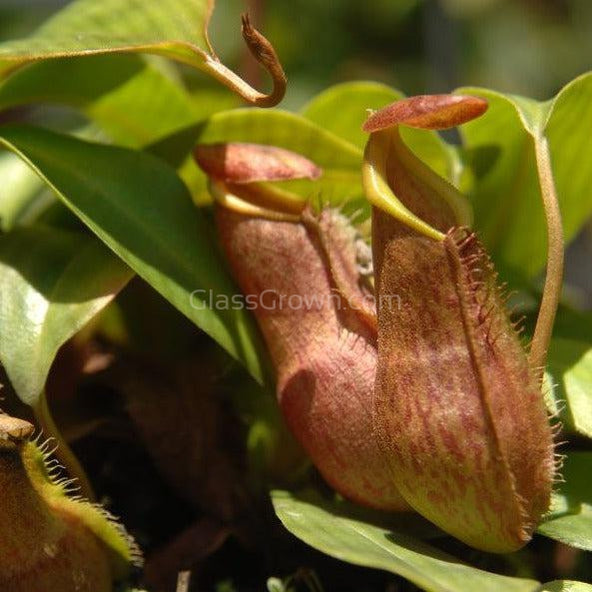 monkey pot pitcher plant Monkey Cups Carnivorous Plant – Glass Grown Aquatics