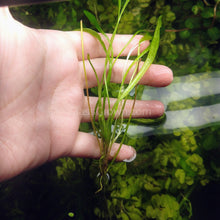 Load image into Gallery viewer, Narrow Leaf Chain Sword Plant-Aquatic Plants-Glass Grown-Glass Grown Aquatics-Aquarium live fish plants, decor
