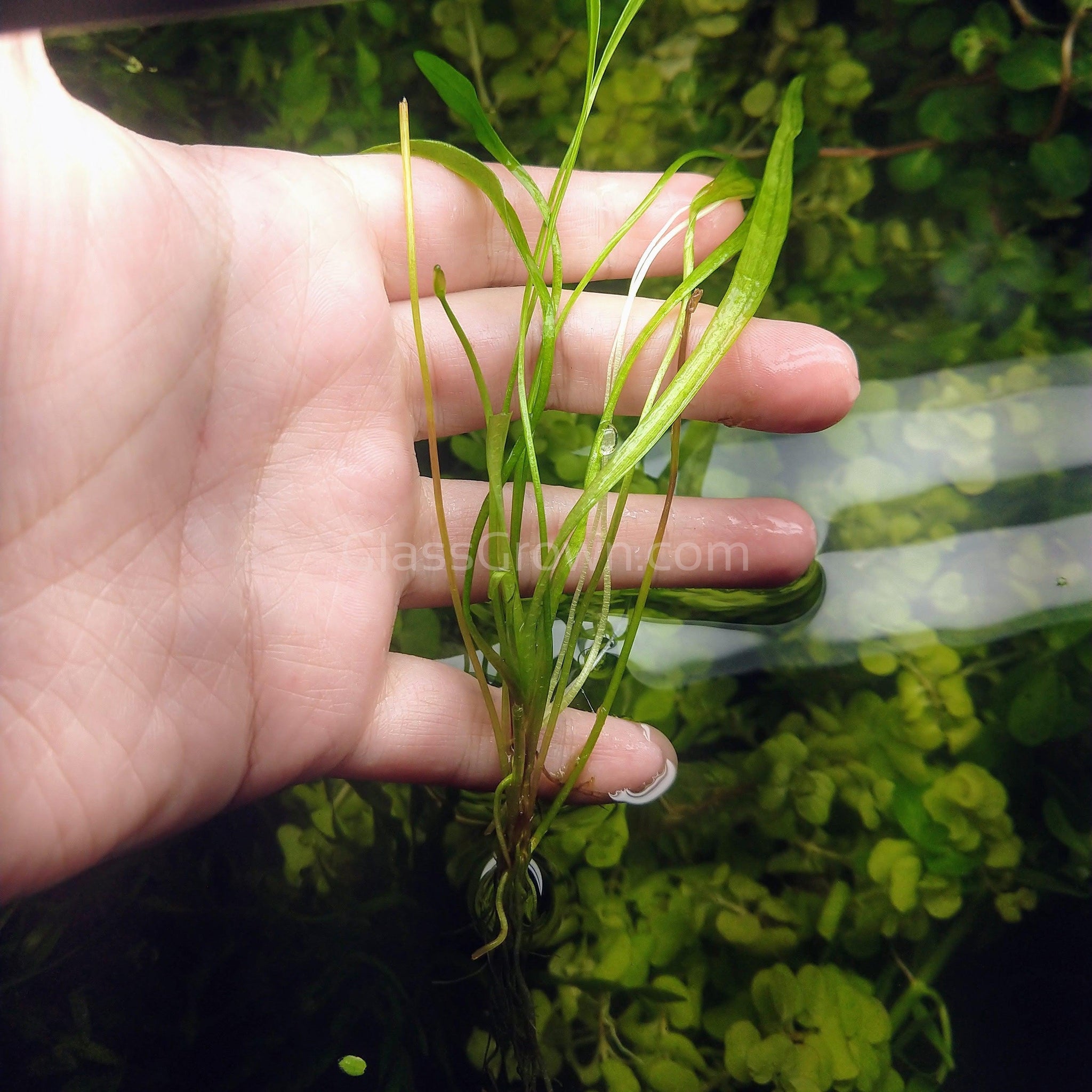 sword succulent Narrow Leaf Chain Sword Plant (Echinodorus Tenellus) – Glass Grown Aquatics