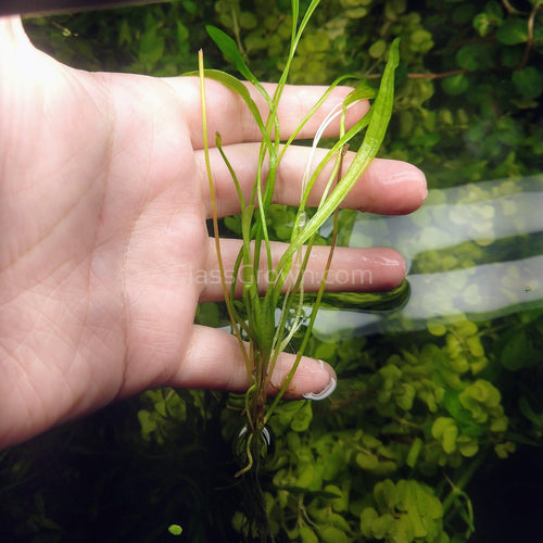 Narrow Leaf Chain Sword Plant-Aquatic Plants-Glass Grown-Glass Grown Aquatics-Aquarium live fish plants, decor