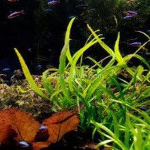 Load image into Gallery viewer, Narrowleaf Java Fern FULL MAT-Aquatic Plants-Glass Grown-Glass Grown Aquatics-Aquarium live fish plants, decor
