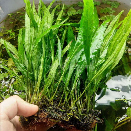 Narrowleaf Java Fern FULL MAT-Aquatic Plants-Glass Grown-Glass Grown Aquatics-Aquarium live fish plants, decor