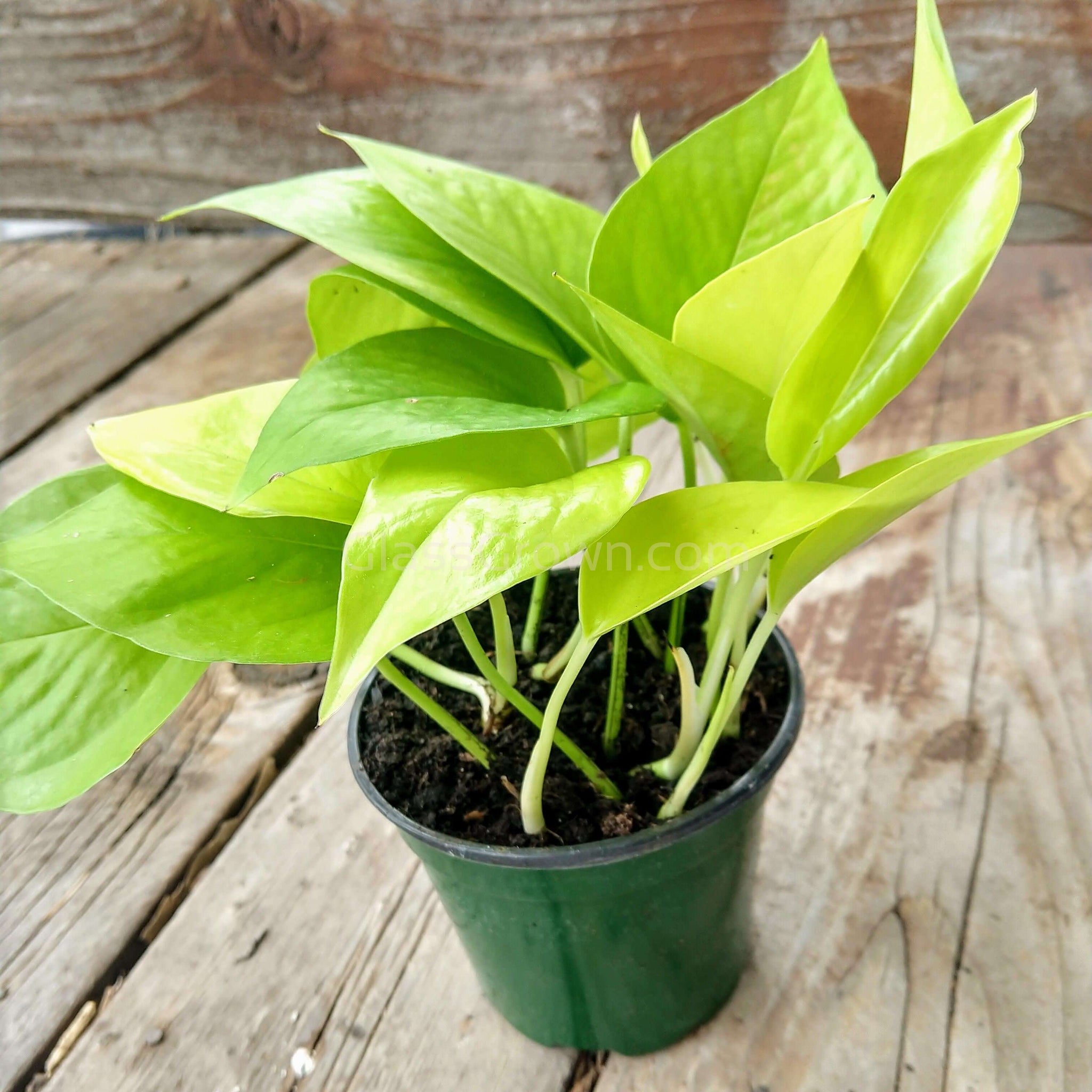 Neon' Pothos Rooted Stems or Pots – Glass Grown Aquatics