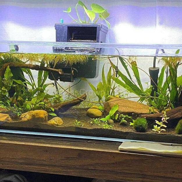 'Neon' Pothos Rooted Stems or Pots-Potted Houseplants-Glass Grown-Single Bare-Root Stem-Glass Grown Aquatics-Aquarium live fish plants, decor