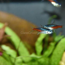 Load image into Gallery viewer, Neon Tetras 6 Pack-Live Animals-Glass Grown-School of 6-Glass Grown Aquatics-Aquarium live fish plants, decor
