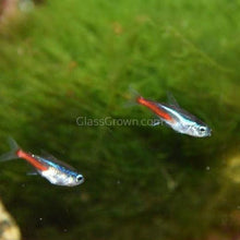 Load image into Gallery viewer, Neon Tetras 6 Pack-Live Animals-Glass Grown-School of 6-Glass Grown Aquatics-Aquarium live fish plants, decor
