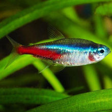 Load image into Gallery viewer, Neon Tetras 6 Pack-Live Animals-Glass Grown-School of 6-Glass Grown Aquatics-Aquarium live fish plants, decor
