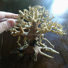Load image into Gallery viewer, Octopus Bonsai Wood Nano Size 6&quot;-Aquarium Decor-Glass Grown-Glass Grown Aquatics-Aquarium live fish plants, decor
