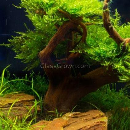 bonsai tree aquarium wood Octopus Bonsai Wood Nano Size 6