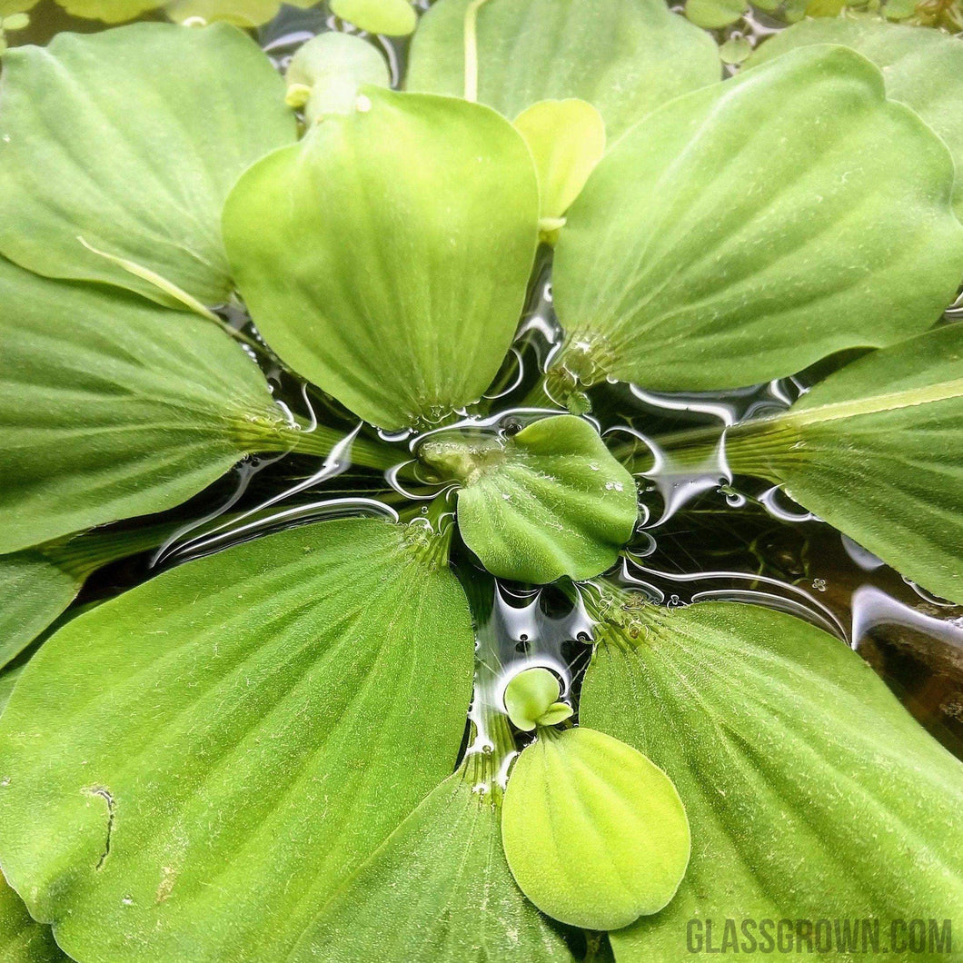 One Cup Water Lettuce Floaters-Aquatic Plants-Glass Grown-Glass Grown Aquatics-Aquarium live fish plants, decor